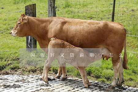 闪银好又贷逾期了怎么办 闪银好又贷逾期了怎么办