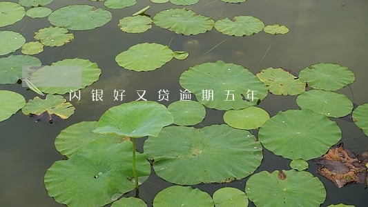 闪银好又贷逾期五年 闪银好又贷逾期五年