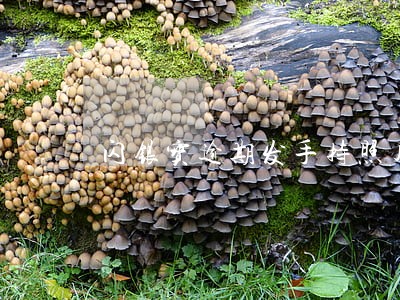 闪银宝逾期发手持照片 闪银宝逾期发手持照片