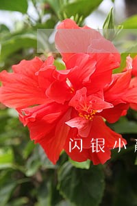 闪银小赢卡贷逾期 闪银小赢卡贷逾期