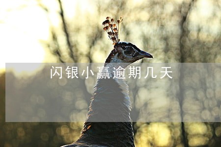 闪银小赢逾期几天