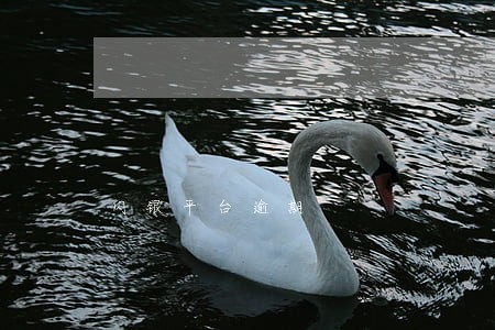 闪银平台逾期 闪银平台逾期