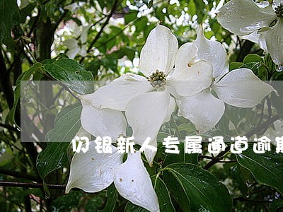 闪银新人专属通道逾期三个月 闪银新人专属通道逾期三个月