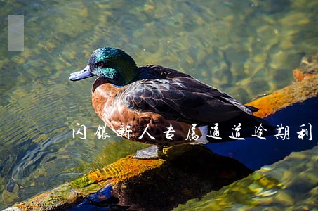 闪银新人专属通道逾期利息 闪银新人专属通道逾期利息