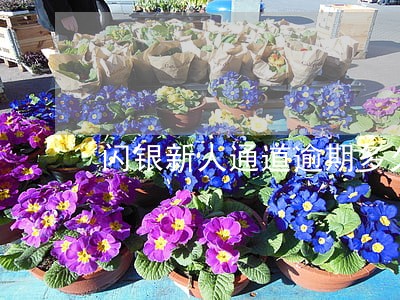 闪银新人通道逾期多久爆 闪银新人通道逾期多久爆