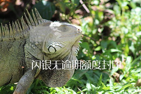 闪银无逾期额度封印 闪银无逾期额度封印