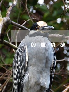 闪银极速贷逾期一天 闪银极速贷逾期一天