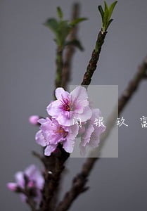 闪银玖富逾期三年了6 闪银玖富逾期三年了6