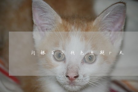 闪银百万钱包逾期5天 闪银百万钱包逾期5天