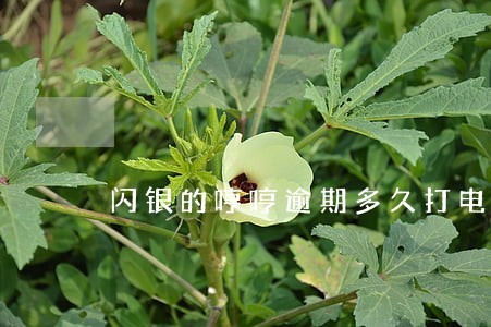 闪银的哼哼逾期多久打电话 闪银的哼哼逾期多久打电话