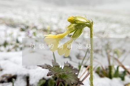 闪银的瞬瞬逾期 闪银的瞬瞬逾期