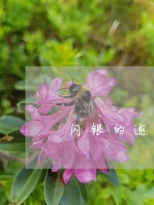 闪银的逾期能减免吗 闪银的逾期能减免吗