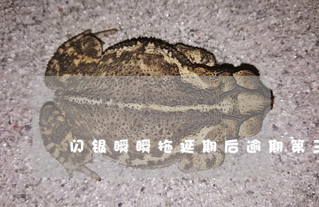 闪银瞬瞬拖延期后逾期第三天 闪银瞬瞬拖延期后逾期第三天
