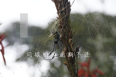 闪银瞬瞬逾期不还 闪银瞬瞬逾期不还