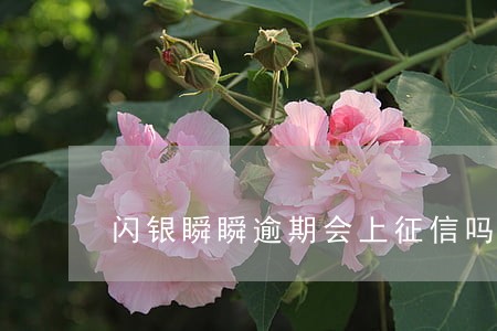 闪银瞬瞬逾期会上征信吗 闪银瞬瞬逾期会上征信吗