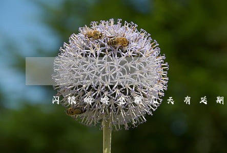 闪银瞬瞬逾期几天有延期 闪银瞬瞬逾期几天有延期