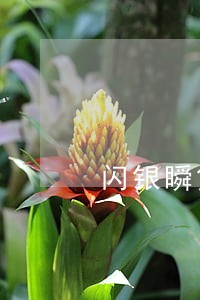 闪银瞬贷逾期一天 闪银瞬贷逾期一天