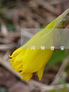 闪银管家逾期可以缓几天还吗 闪银管家逾期可以缓几天还吗