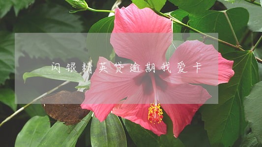闪银精英贷逾期我爱卡 闪银精英贷逾期我爱卡