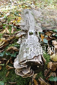 闪银纳米贷逾期多久上征信 闪银纳米贷逾期多久上征信