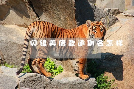闪银美借款逾期会怎样 闪银美借款逾期会怎样