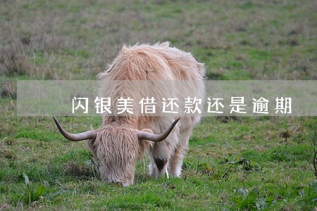 闪银美借还款还是逾期 闪银美借还款还是逾期