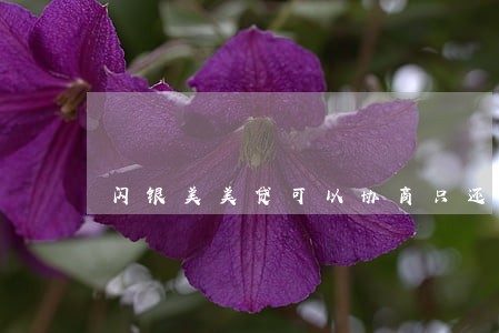 闪银美美贷可以协商只还本金吗 闪银美美贷可以协商只还本金吗