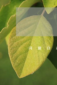 闪银自动减免逾期费 闪银自动减免逾期费