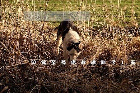 闪银至尊借款逾期了1天 闪银至尊借款逾期了1天