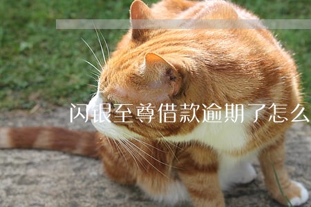 闪银至尊借款逾期了怎么办 闪银至尊借款逾期了怎么办