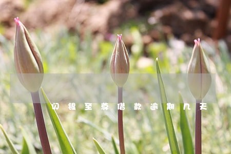 闪银至尊借款逾期几天