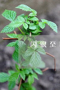 闪银至尊借款逾期怎么办 闪银至尊借款逾期怎么办
