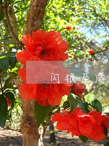 闪银至尊贷逾期1个月 闪银至尊贷逾期1个月