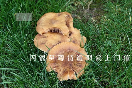 闪银至尊贷逾期会上门催收吗 闪银至尊贷逾期会上门催收吗