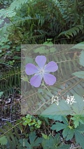 闪银至尊贷逾期没上征信 闪银至尊贷逾期没上征信