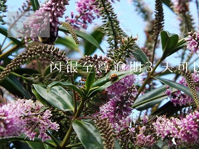 闪银至尊逾期3天可以再借吗 闪银至尊逾期3天可以再借吗