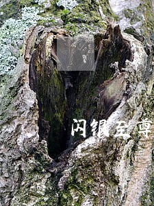 闪银至尊逾期一个月了 闪银至尊逾期一个月了