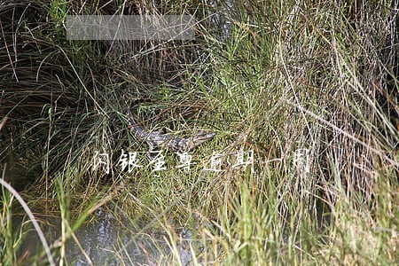 闪银至尊逾期一周 闪银至尊逾期一周