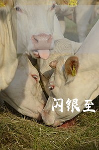 闪银至尊逾期七天了没人联系 闪银至尊逾期七天了没人联系