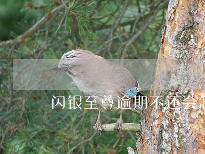 闪银至尊逾期不还会怎样