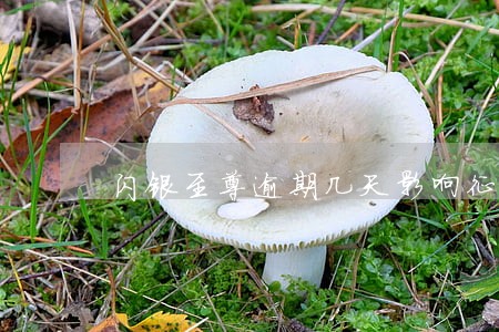 闪银至尊逾期几天影响征信 闪银至尊逾期几天影响征信