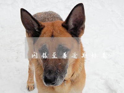 闪银至尊逾期协商 闪银至尊逾期协商