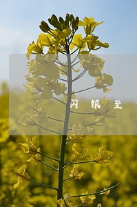 闪银至尊逾期第4天 闪银至尊逾期第4天