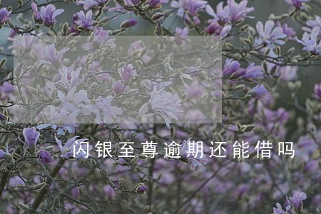 闪银至尊逾期还能借吗 闪银至尊逾期还能借吗