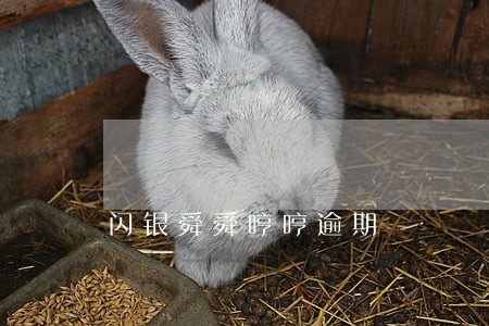 闪银舜舜哼哼逾期