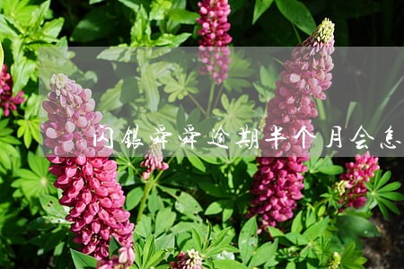 闪银舜舜逾期半个月会怎么样 闪银舜舜逾期半个月会怎么样