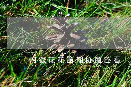 闪银花花逾期协商还看