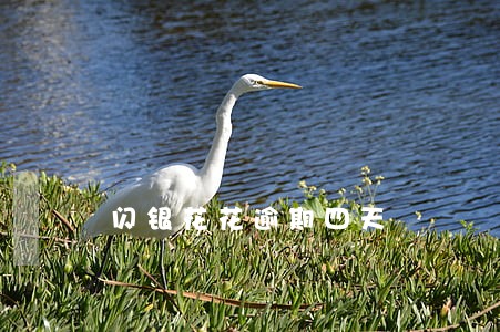 闪银花花逾期四天