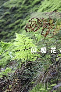 闪银花逾期多长时间上征信 闪银花逾期多长时间上征信