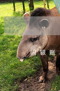 闪银账单逾期多久会自动取消 闪银账单逾期多久会自动取消